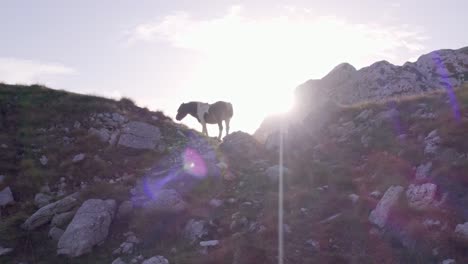 Pastoreo-De-Caballos-Salvajes-Con-Sol-En-La-Lente-Al-Atardecer-Parque-Nacional-Durmitor-Montenegro,-Antena