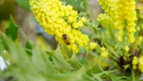 yellow flowers of chinese hollygrape with bee pollinating