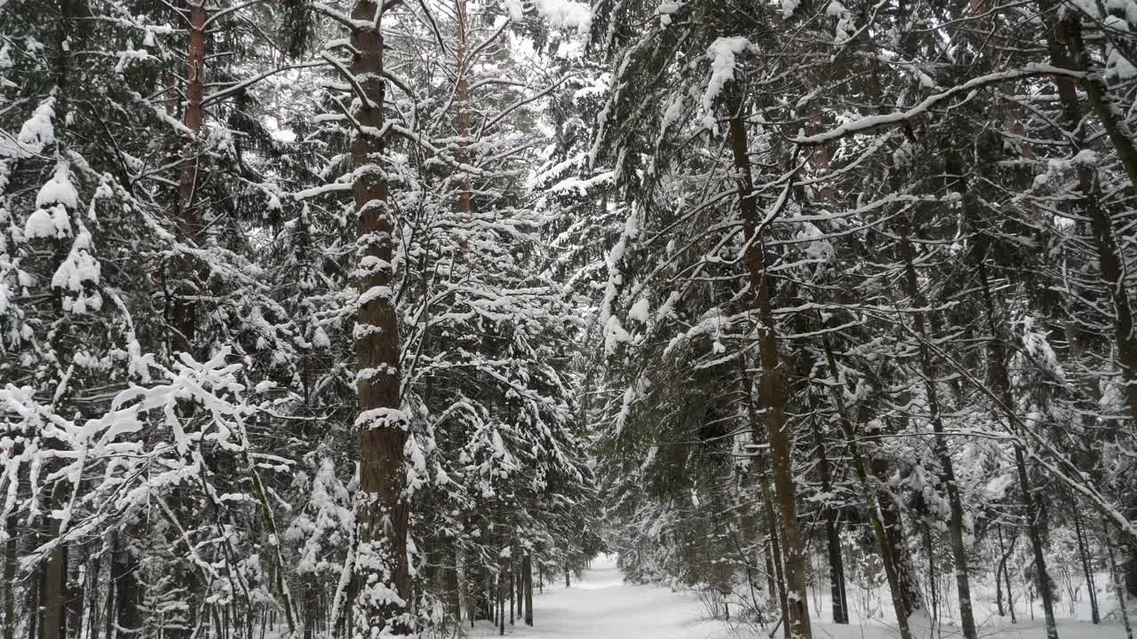 Winter forrest path with a lot of snow on the trees.