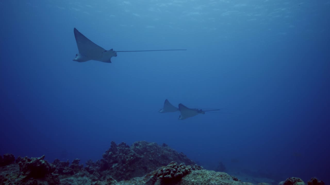 grupo de rayas águila deslizándose en la corriente oceánica por encima del arrecife volcánico