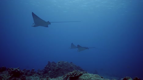 Group-of-eagle-rays-gliding-in-the-ocean-current-above-volcanic-reef
