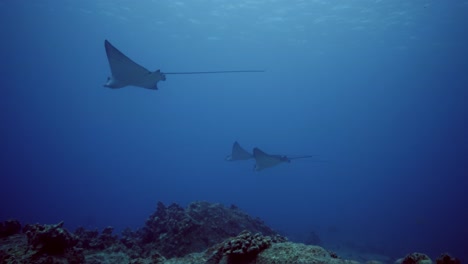 grupo de rayas águila deslizándose en la corriente oceánica por encima del arrecife volcánico