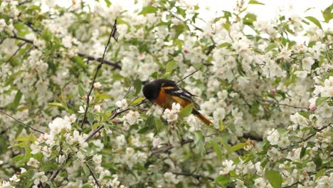 El-Pequeño-Mirlo-Icterido-De-Baltimore-Oriole-Posado-En-Un-Cerezo-En-La-Temporada-De-Floración-En-América-Del-Norte