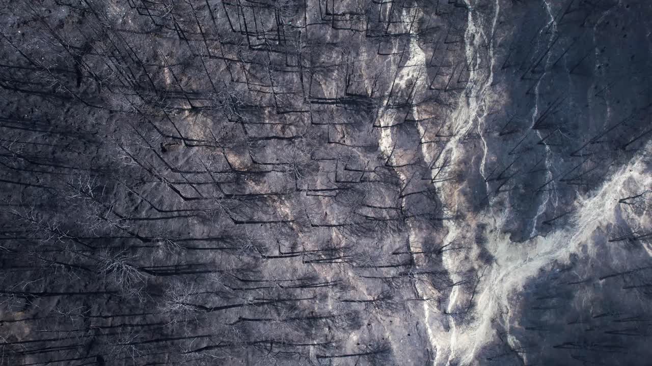 Burned forest from summer wildfires, ash covering mountainous land, blackened trunks remain, global warming