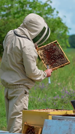 apiarist checking the frame with dark honeycombs. beekeeper turning the frame to the sun to check it better. nature backdrop. vertical video
