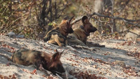 three endangered african wild dogs resting in the sand under trees, khwai botswana