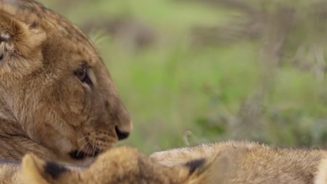 close up of lion cub resting