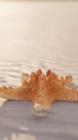 estrellas de mar en la playa