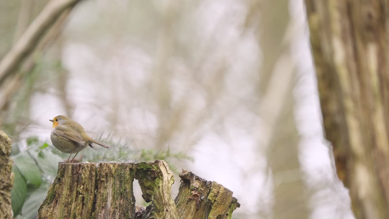 Eurasian robin perched on angled branch in misty forest, soft natural light and quiet mood