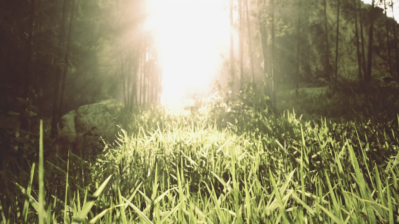 조용한 숲의 풍경에서 나무를 통해 흐르는 빛