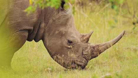 Slow-Motion-Shot-of-Africa-Safari-Animal-Rhino-in-Masai-Mara-North-Conservancy-grazing-amongst-wilderness-nature-feeding-on-grass-in-Maasai-Mara