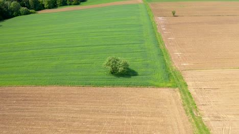 Konzentration-Auf-Den-Schönen-Allein-Baum