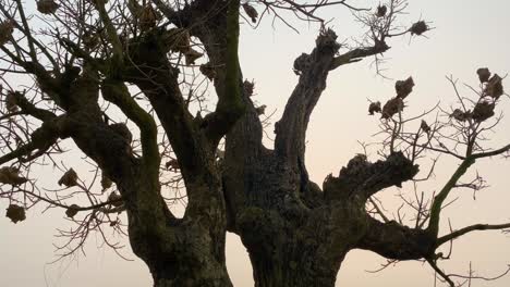 Tilt-shot-of-red-ants-nests-covering-tree-branches-in-the-Indian-countryside