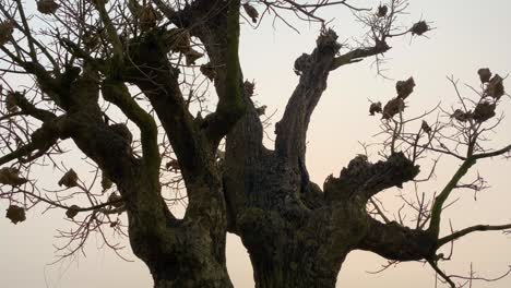 Tilt shot of red ants nests covering tree branches in the Indian countryside