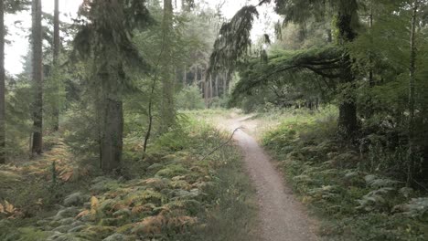 Enthüllung-Eines-Waldweges-Mit-Bäumen-Und-Farnen