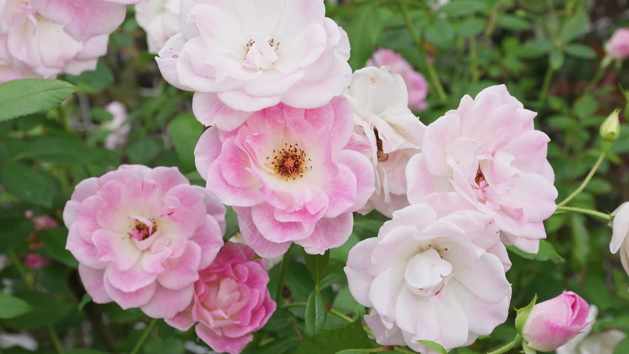ピンクのつぼみと花が咲き、緑豊かな葉と光に満ちた庭が特徴的なバラの茂みの眺め。