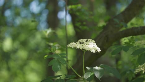 a beautiful lone elderflower in the background of a forest