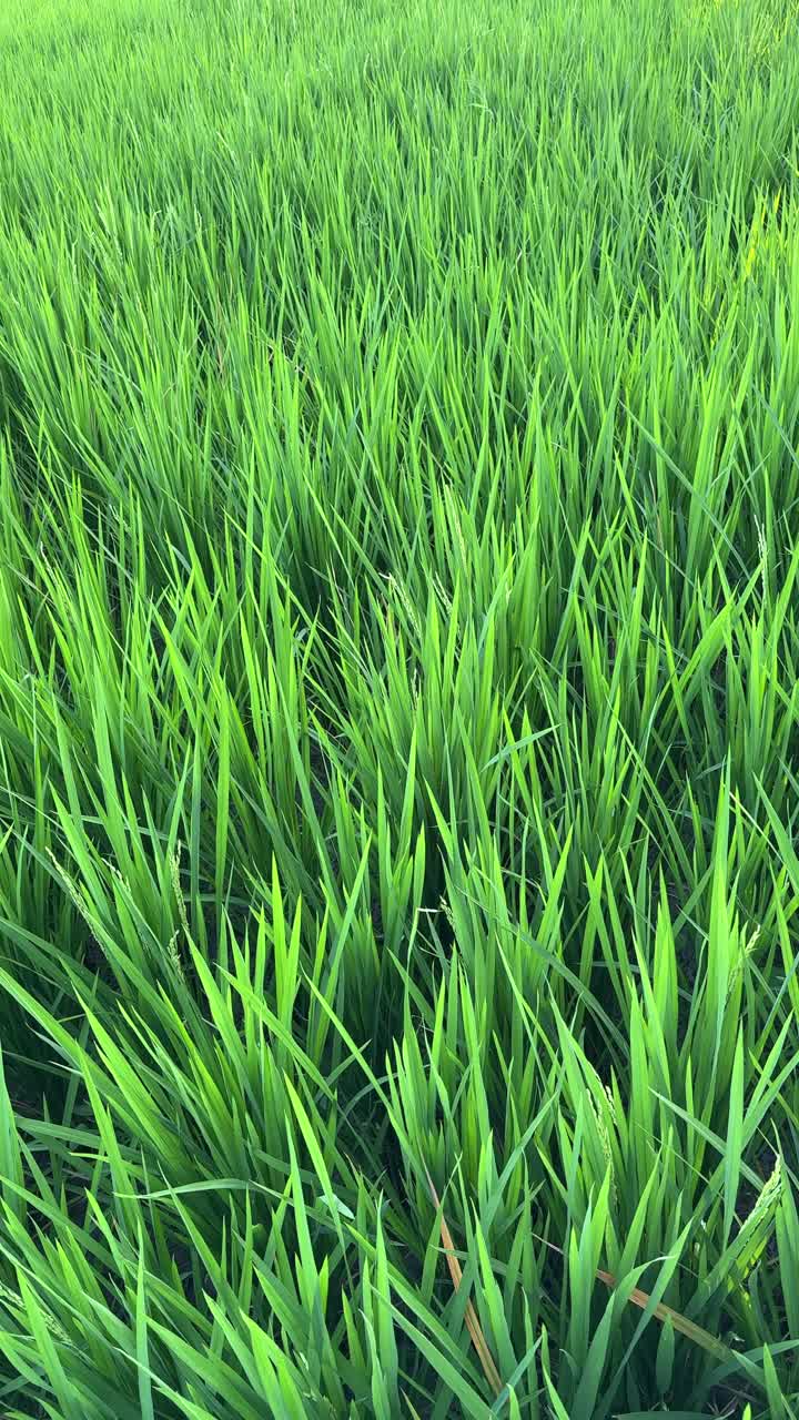 Risaia verde e rigogliosa che ondeggia al vento