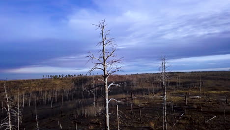 Panorámica-Aérea-Alrededor-De-Las-Devastadoras-Secuelas-De-Un-Incendio-Forestal-Al-Lado-De-Una-Carretera