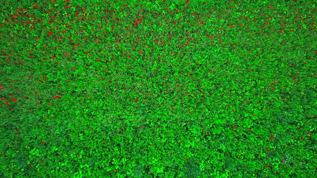 un prado verde lleno de amapolas en una vista de arriba hacia abajo