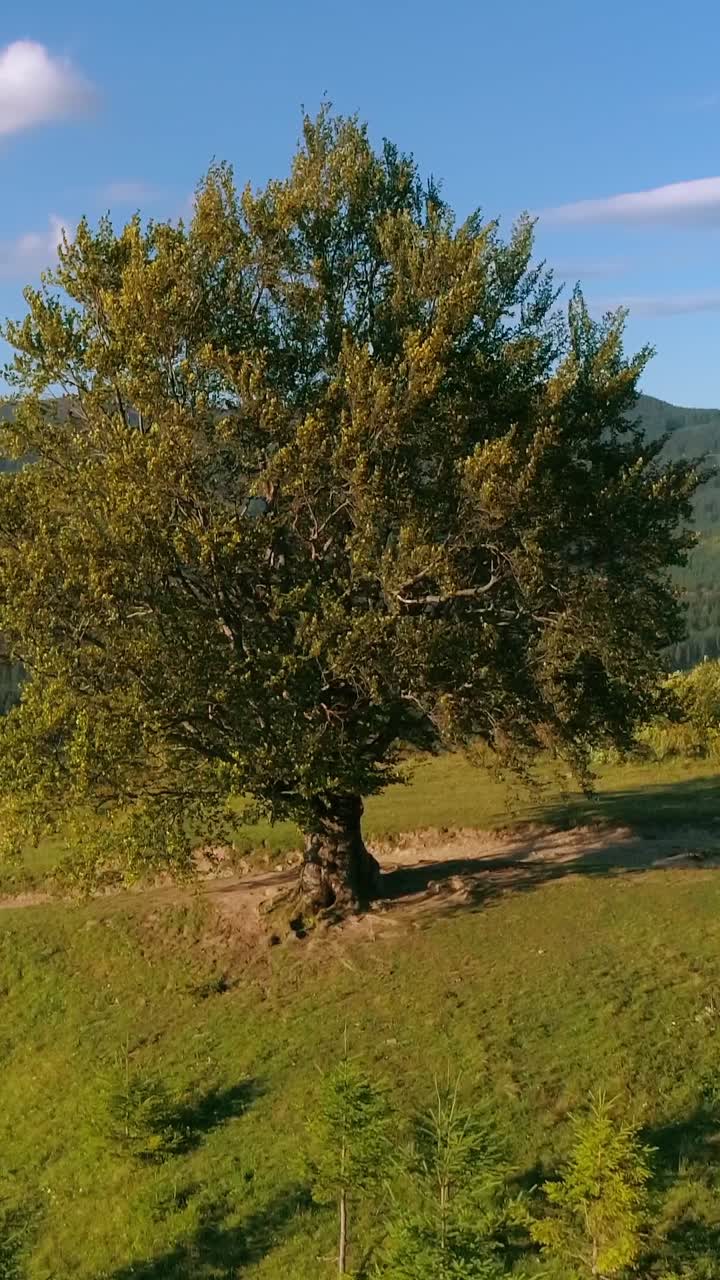 Bella donna che suona il violoncello all'aperto. Violoncellista in abito nero che suona uno strumento musicale