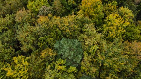 Top-down-autumn-forest-colorful-trees---descending-establishing-aerial-drone-shot,-close-towards-leaf