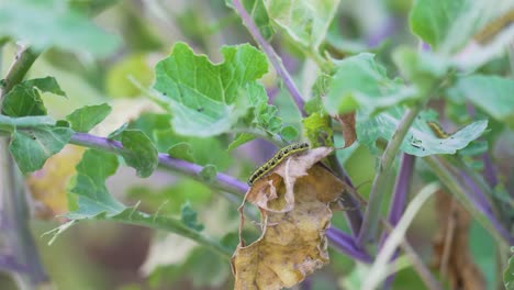 oruga en la planta de repollo
