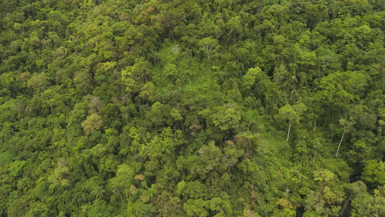 una montaña verde exuberante con una densa selva tropical