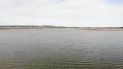 Aerial:-a-single-flamingo-in-water-begin-to-fly