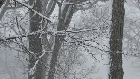 Heavy snow falls sticking to trees.