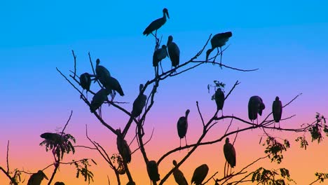 painted stork birds perching during sunset over forest trees