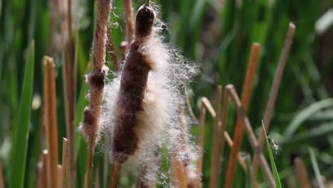 closeup: fluff from wetland cattail reed blows gently in breeze