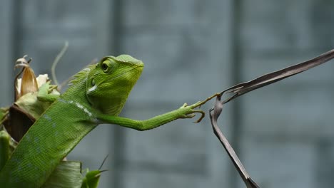 green-chameleon-head-hd-videos