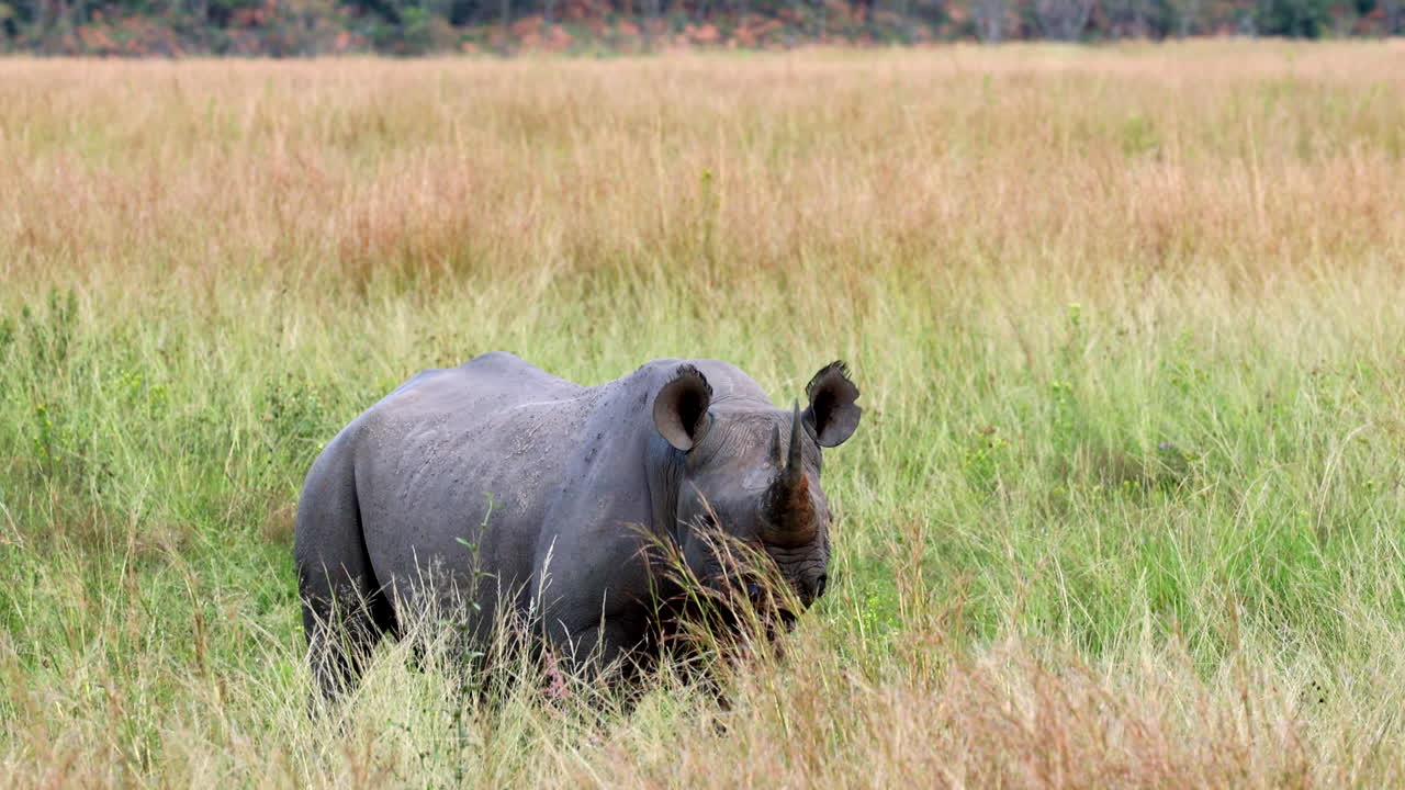 Cautious black rhino (Diceros bicornis) standing in field with tall grass