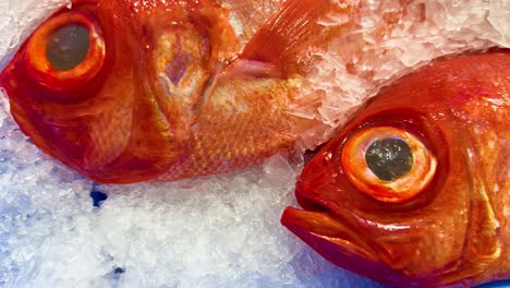 red fish on ice at seafood market