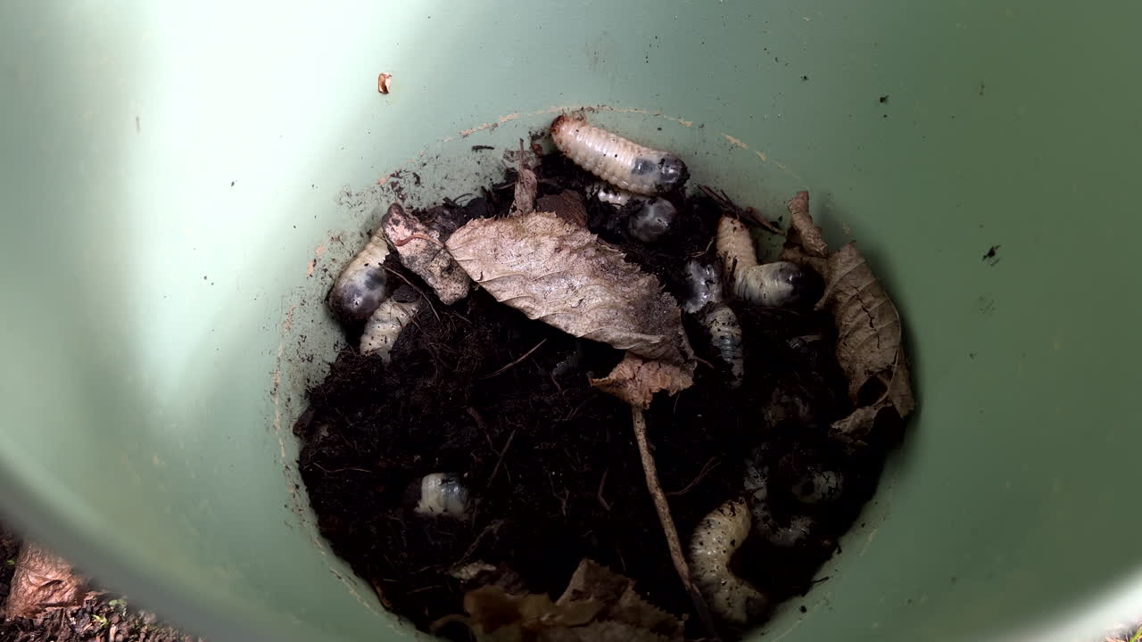 Handheld shot of looking into a green bucket filled with soil and a few white maggots