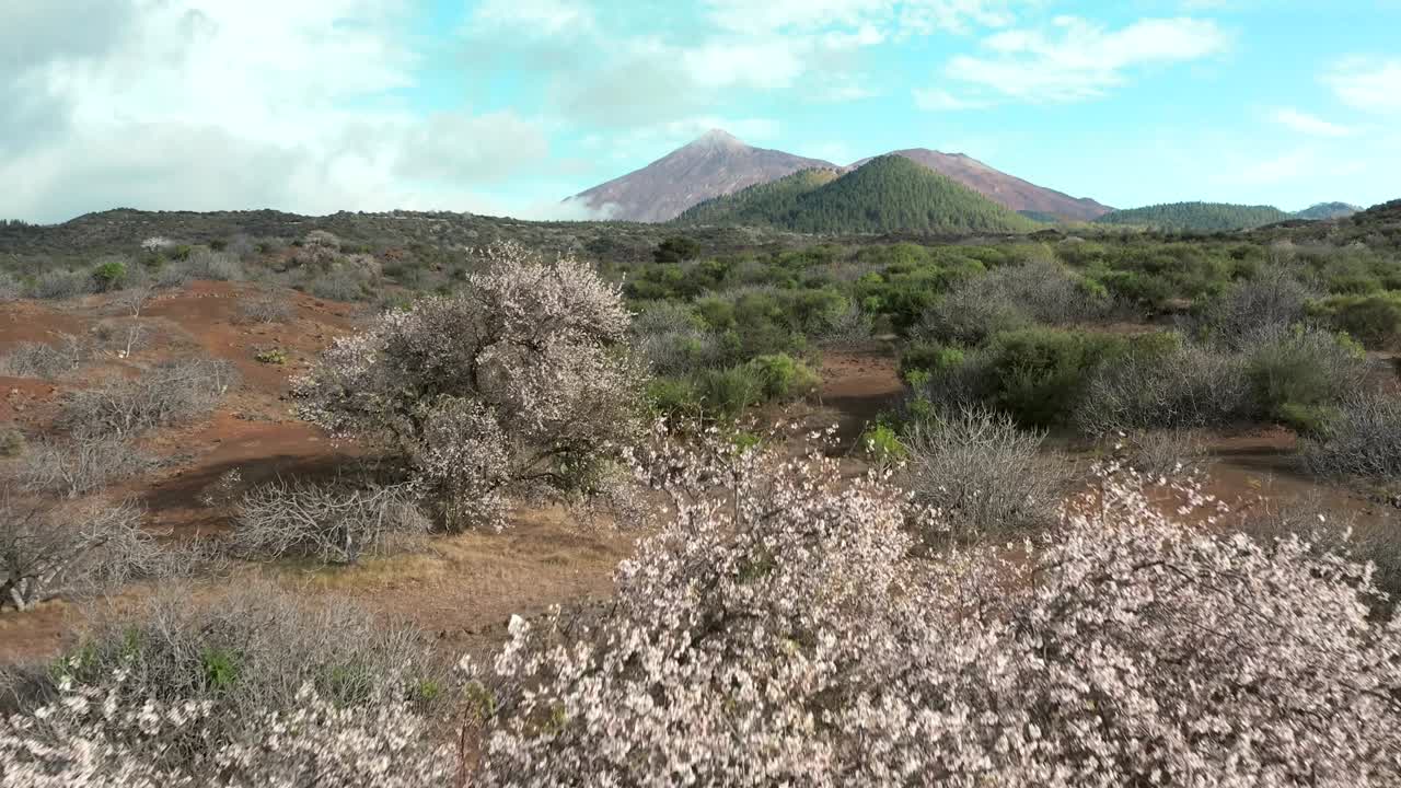 테이데 테네리페 화산 에 있는 화산 용암 계곡에서 꽃이 피는 아몬드