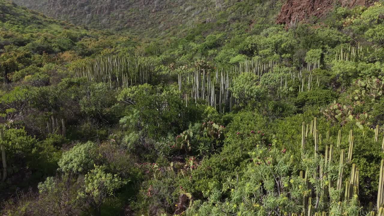 Cactus endemico euphorbia canariensis che cresce in una caldera vulcanica di Gran Canaria.