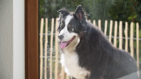 cute dog knocking on glass door with paw