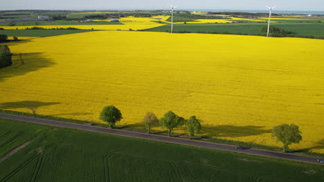 Wunderschöne-Erneuerbare-Energieerzeugung-Im-Rapsfeld-Mithilfe-Einer-Windkraftanlage