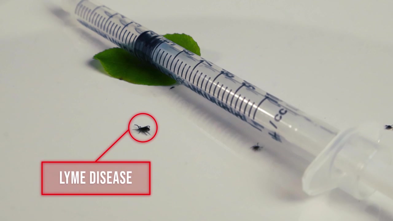 Animated infographic illustrating the connection between ticks and Lyme disease, with a moving tick next to a syringe on a clean white background, representing vaccination and medical treatment