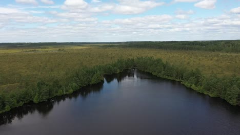 distant drone video of spruce forest in swamp