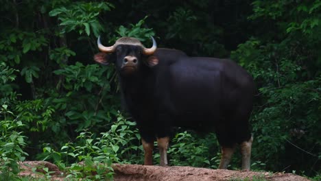 seen looking straight to the camera and looks back as captured from a car window just before dark