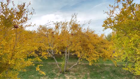 Viento-En-El-Jardín-El-Huerto-De-Granados-En-La-Temporada-De-Cosecha-Otoño-Hojas-Amarillas-árbol-Hierba-Verde-Clima-Nublado-Cielo-Rojo-Frutas-Maduras-Colgando-De-La-Rama-De-Un-árbol-En-El-Campo-Rural-De-Irán-Ciudad-Desierta-De-Yazd