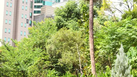 lush greenery amidst towering city buildings