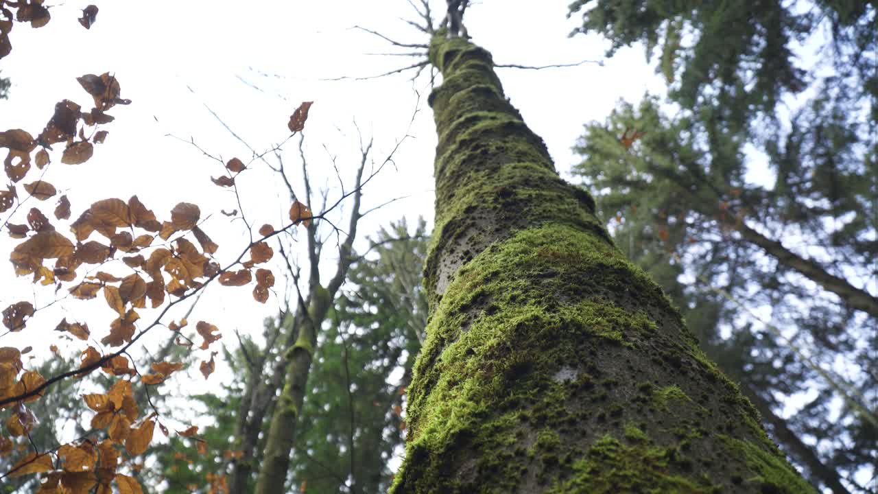 el musgo cubre el árbol por todas partes alcanzando alto tocando los cielos dentro del bosque clima nublado cima de la montaña otoño sin hojas naranja girando órbita alrededor de alta vegetación superando la naturaleza de la colina