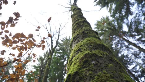 moss covering tree all around reaching out high touching the heavens inside forest cloudy weather mountain top autumn no leaves orange spinning orbit around high vegetation overtaking hill nature