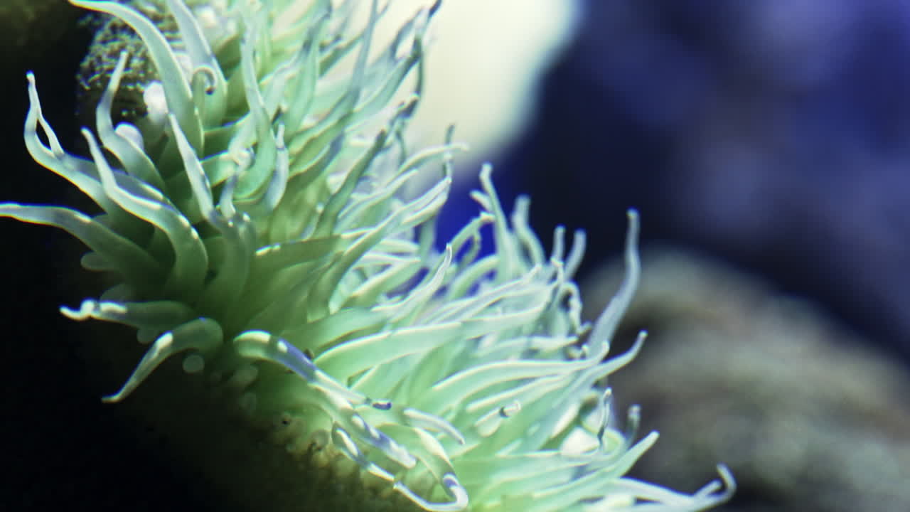 Underwater close-up of a glowing green sea anemone swaying gently in soft currents