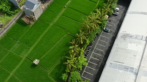 parking lot next to a tropical green rice field with coconut trees in berawa bali, aerial top down