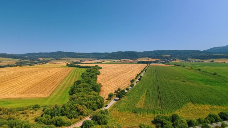 Fields divided by a tree belt in Slovakia. A strip of leafy trees separates cut farmland from green crops beneath a cloudless blue sky.